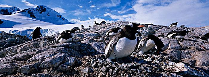 《猫咪斗恶龙3》新预告 明年正式发售